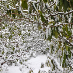 Snow on the Rough Trail